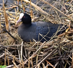 Търпението да измътиш рекламата